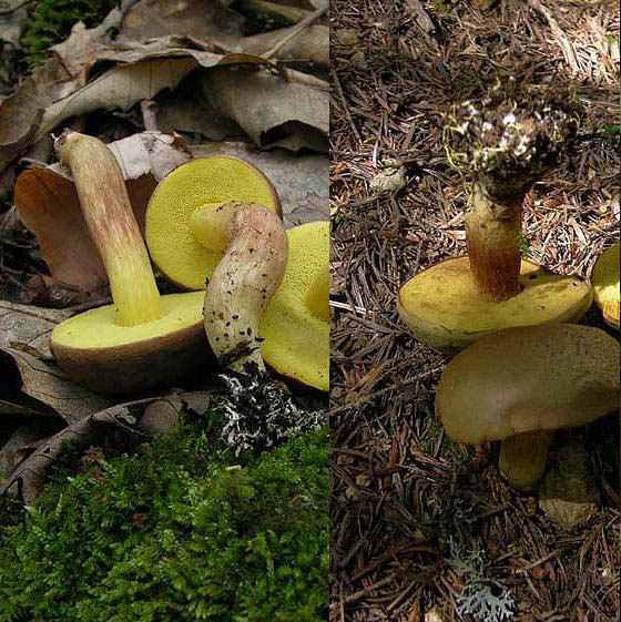 Xerocomus ferrugineus ?